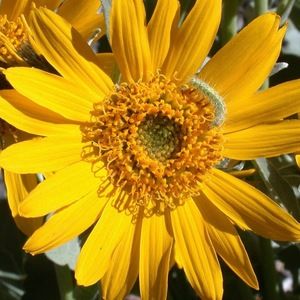 Meet your Posher, Lynette